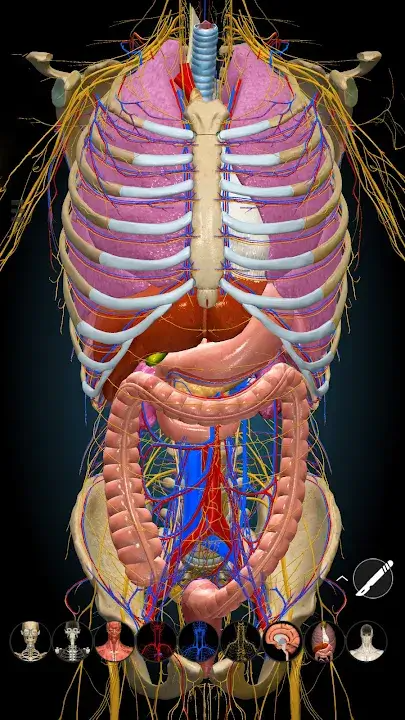 Anatomy Learning - 3D Anatomy Anatomy Learning - 3D Anatomy