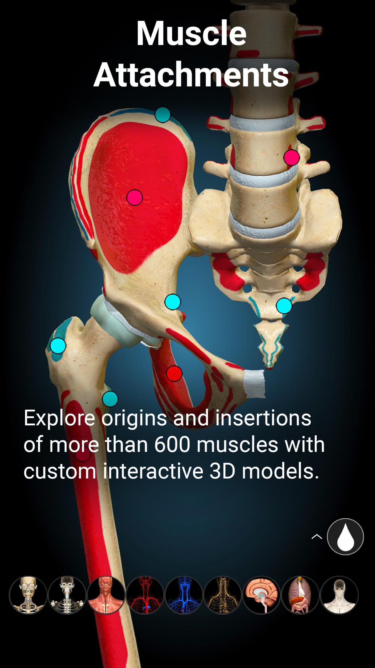Anatomy Learning