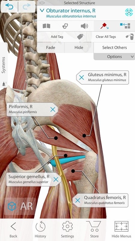 Human Anatomy Atlas