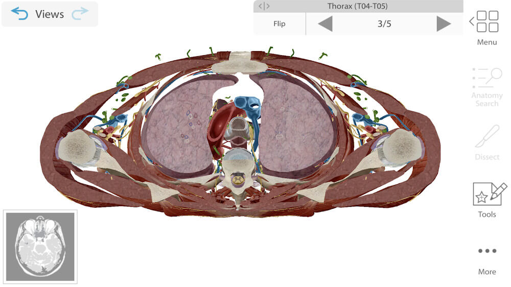 Human Anatomy Atlas 2024