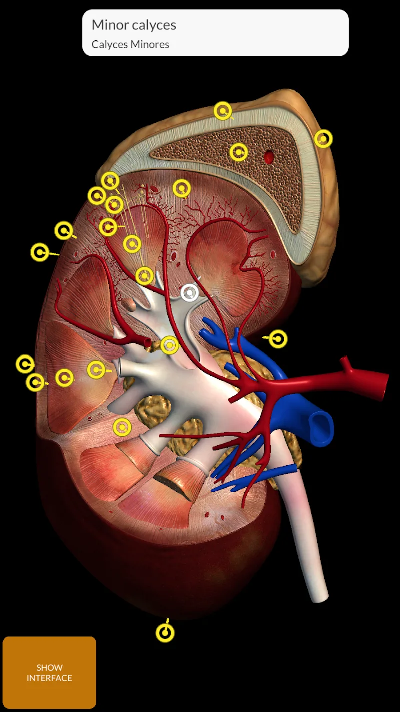 Anatomy 3D Atlas Mod