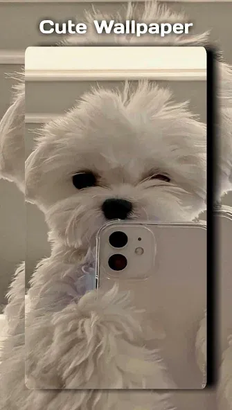 Lucu Wallpapers