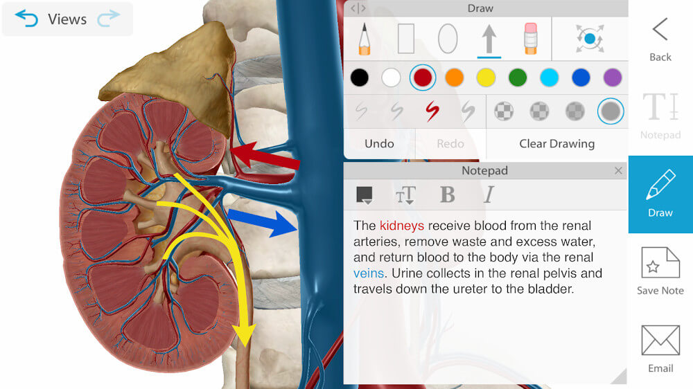 Human Anatomy Atlas 2024