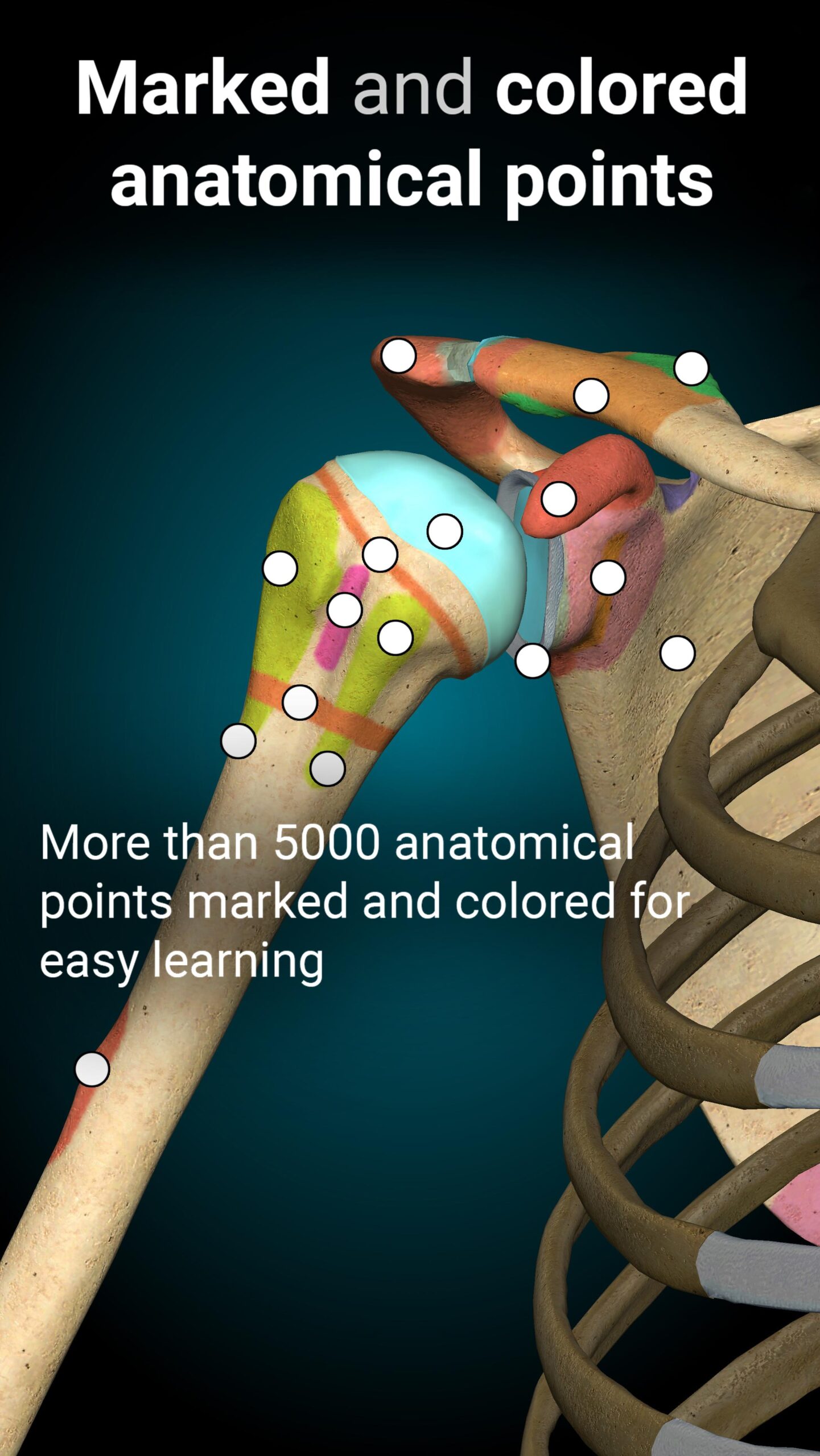 Anatomy Learning
