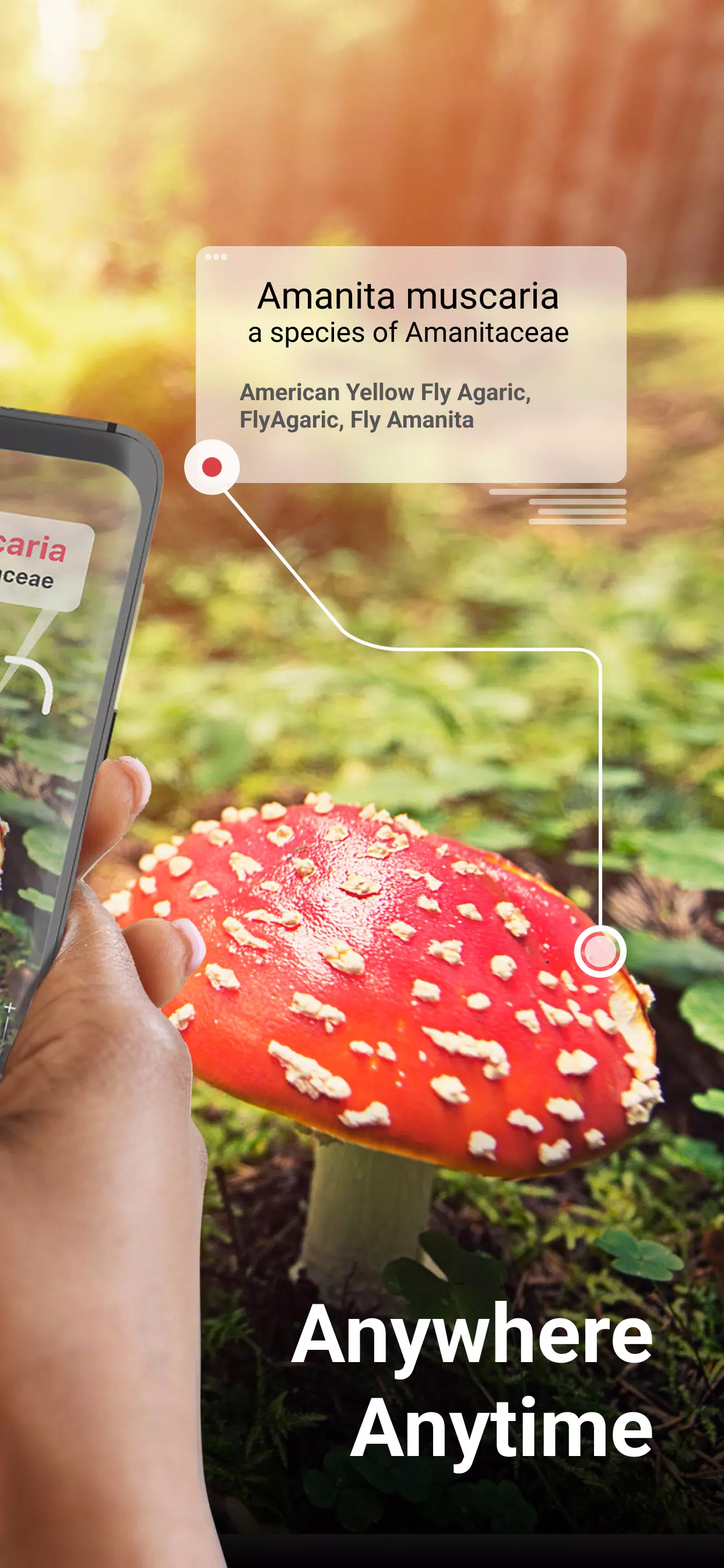 Picture Mushroom