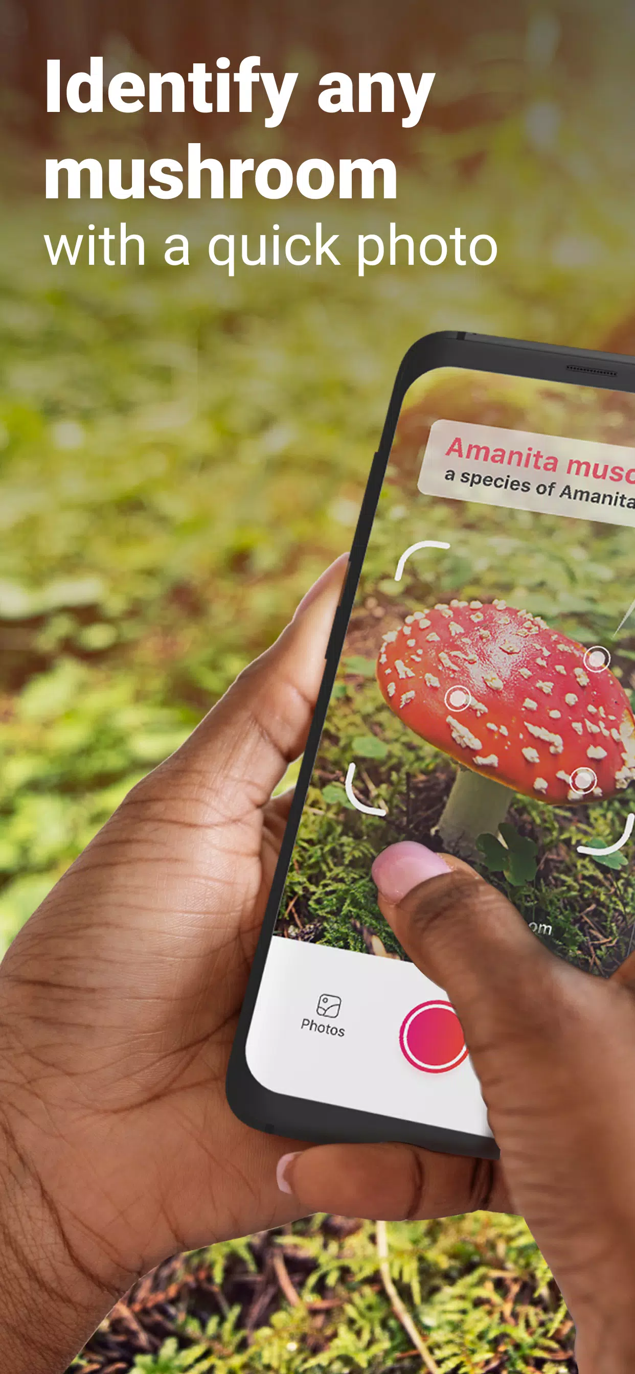 Picture Mushroom