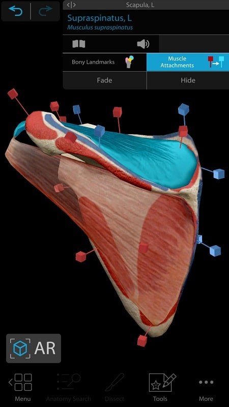 Human Anatomy Atlas