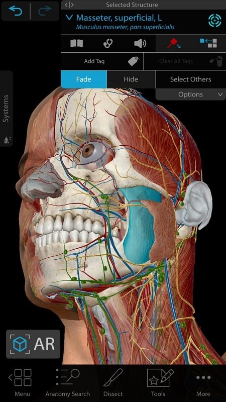 Human Anatomy Atlas