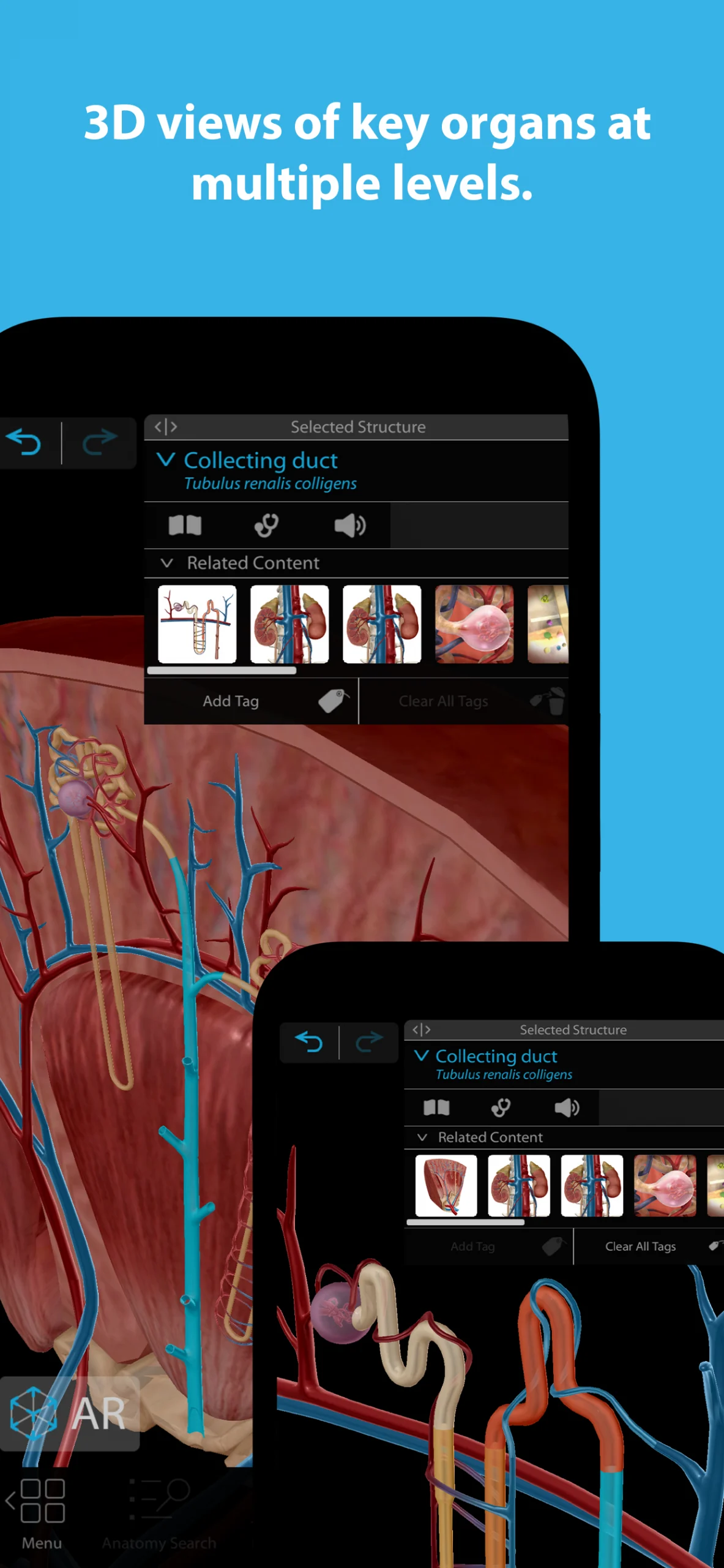 Human Anatomy Atlas