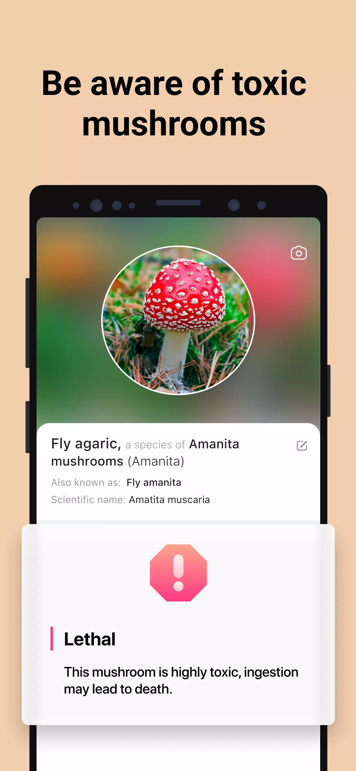 Picture Mushroom