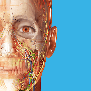 Human Anatomy Atlas 2025.00.012