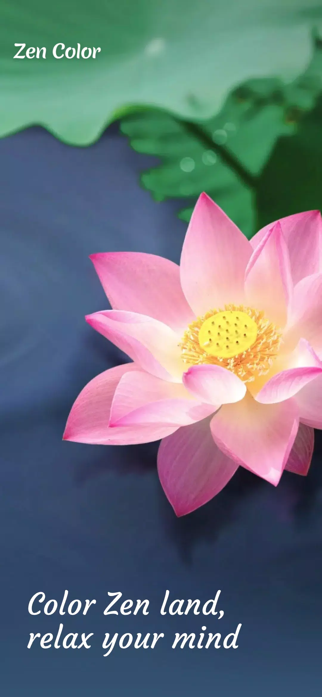 Zen Color