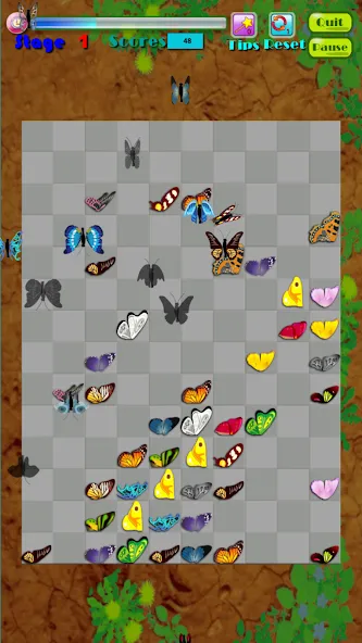Butterfly Kyodai