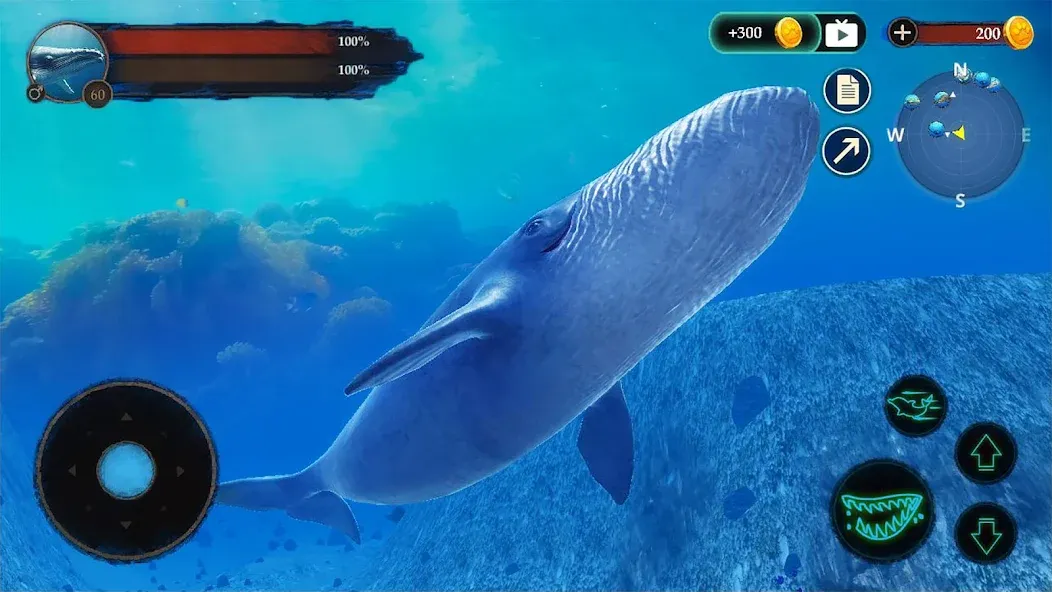 The Blue Whale