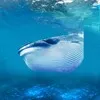 The Blue Whale