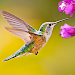 Hummingbird Game Free