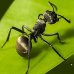 The Ants: Underground Kingdom